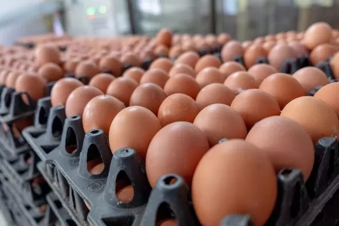 European project aims at sustainable and resilient egg production