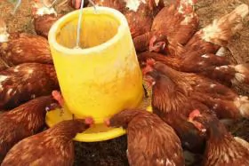 Further pause in introduction of new standards for laying hens