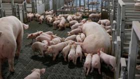 Rabobank: Pork production returns to profitability