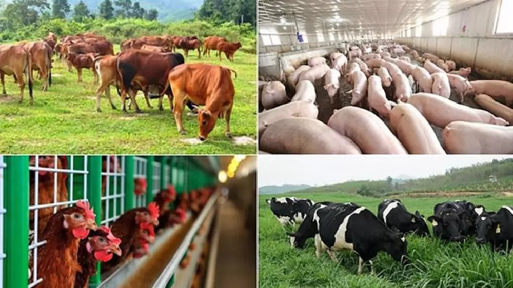 Three solutions for sustained livestock growth in 2024