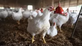 Responding to intercontinental spread of HPAI avian influenza virus strain