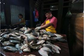 Aquaculture overtakes wild fisheries for first time: UN report