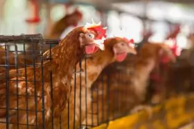 Dark clouds pile above the Slovak poultry industry