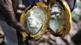 Cocoa prices tumble as African crop fears ease