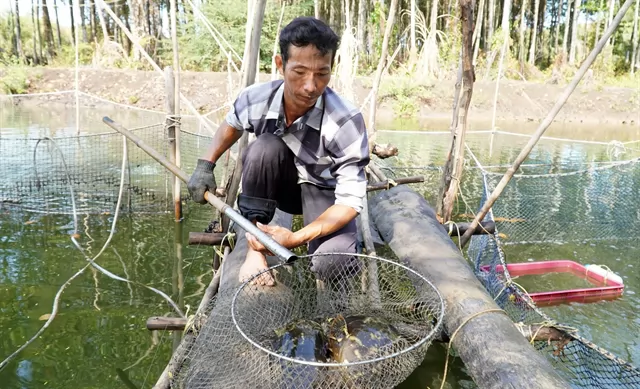 Mekong Delta breeds aquatic creatures in forests to mitigate climate change effects