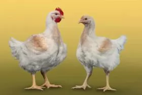 Breeding companies continue to move to European Chicken Commitment standards despite additional costs