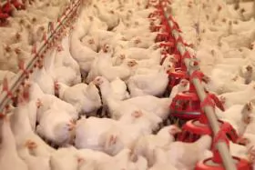 Poultry industry expansion in Poland sparks environmental woes