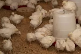 Uzbekistan plans to establish poultry cluster worth US$100 million