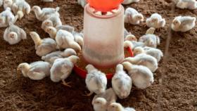 Effective strategies for gut health and performance in poultry production