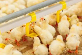 Patterns of feed intake linked to broiler growth performance