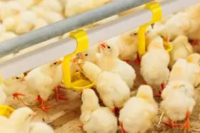 Patterns of feed intake linked to broiler growth performance