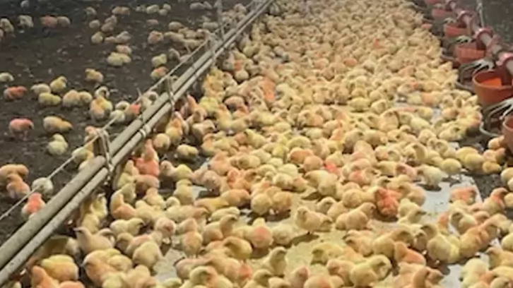 Poultry farmers struggling to make ends meet due to \'abusive levels of power\'