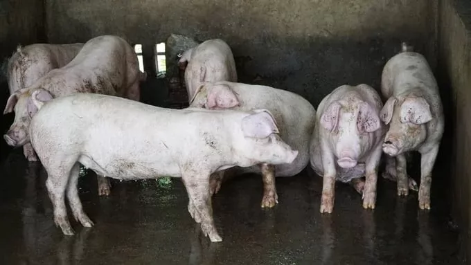 The price of live pig is forecast to remain high until the first quarter of 2025