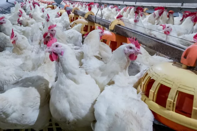 US poultry industry projections, state ban on cultivated chicken, new funding, lice findings