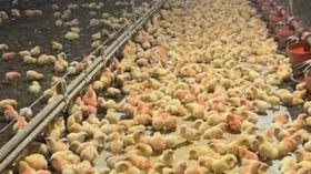 Poultry farmers struggling to make ends meet due to 'abusive levels of power'