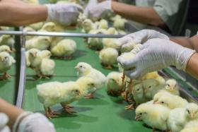 Russian poultry industry increasingly relies on immigrants