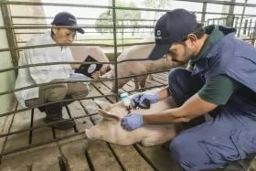 How monitoring vaccine performance can save your pigs and your profits