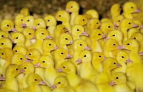 France begins new avian influenza vaccination round