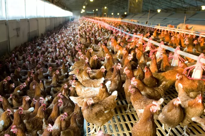 Legislators urged to support transition to cage-free UK and Europe