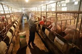 Large livestock businesses are likely to benefit from new regulations