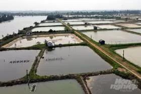 High-tech and climate resilience shrimp farming