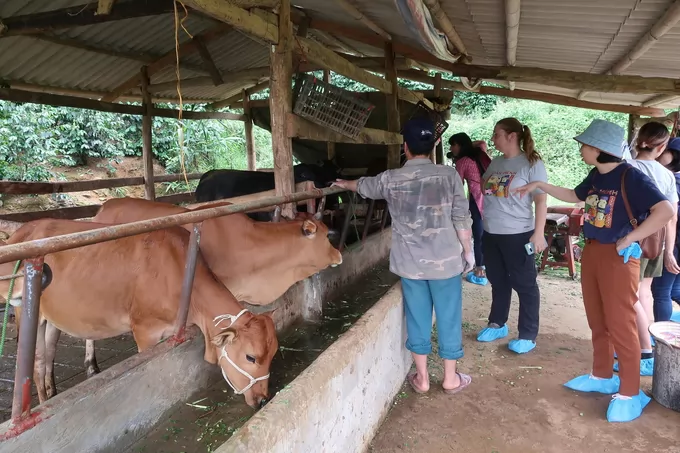 SAPLING initiative strengthens biosecure livestock farming techniques in Son La