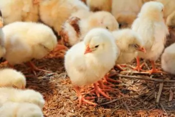 Greater protection needed for EU poultry sector