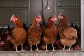 England: Details of health and welfare grants for laying hens housing revealed