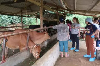 SAPLING initiative strengthens biosecure livestock farming techniques in Son La