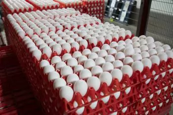 Ukrainian egg market hit with oversupply