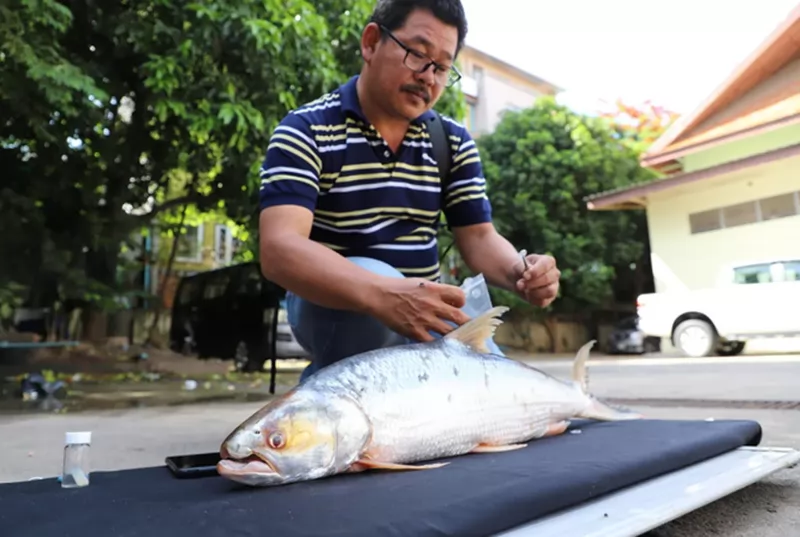 Giant fish thought to be extinct is spotted in the Mekong River