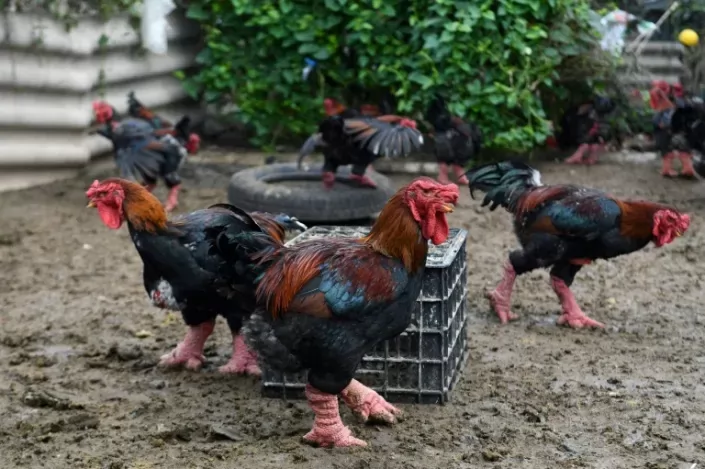 Giant legs of Vietnam\'s "dragon chicken" a Lunar New Year delicacy