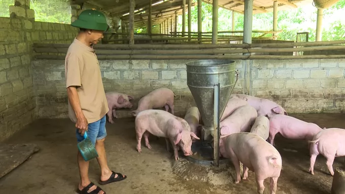 Bac Kan basically has African swine fever under control