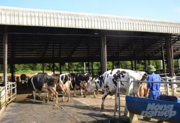 Disease-free livestock farming helps farms in Tuyen Quang \'leisurely\' avoid disease