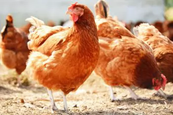 Tackling challenges in poultry health, welfare, and sustainability