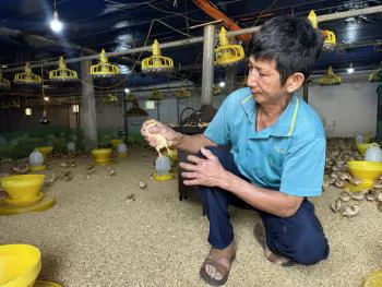 Feeding chickens green tea dust limits reliance on antibiotics