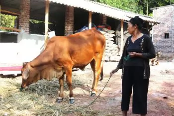 Preparing livestock for the cold while it is still warm