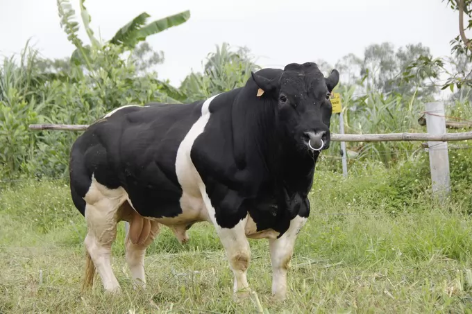 Pioneer in mastering technology, elevating Vietnamese cows