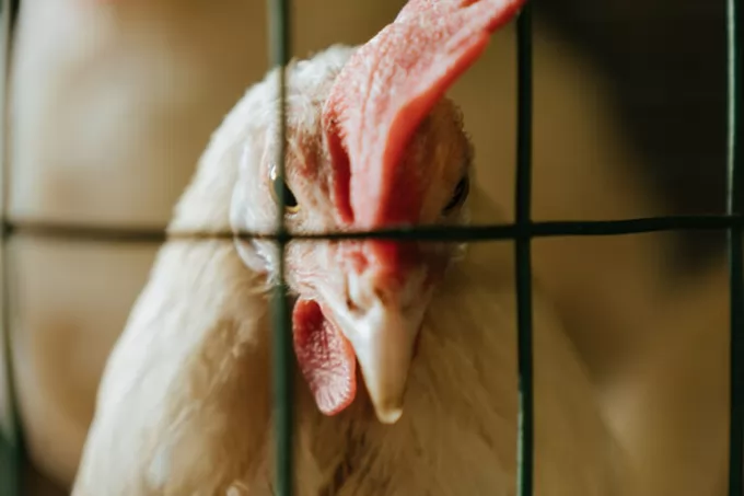 Environmentalists call for a revision of poultry welfare standards