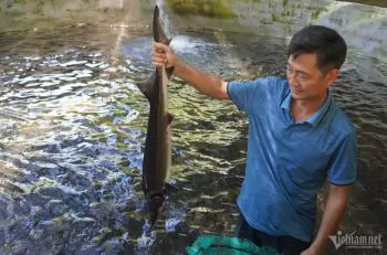 Northern farmers raise sturgeon for high profits