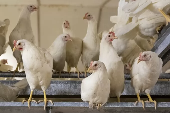 UK politicians hosted at egg farms to showcase poultry sector