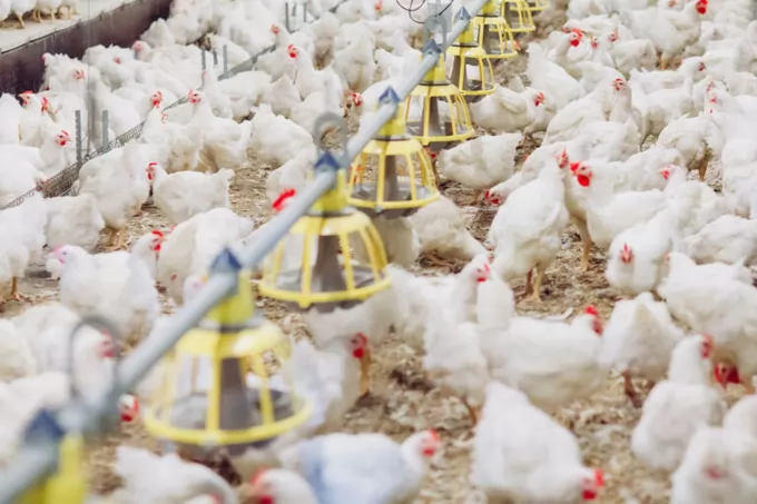 Changes to ammonia emission factors for UK poultry farmers