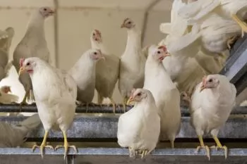 UK politicians hosted at egg farms to showcase poultry sector