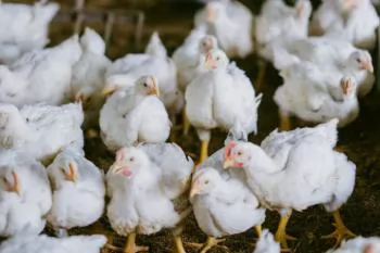 India: Antibiotics in poultry is a growing concern