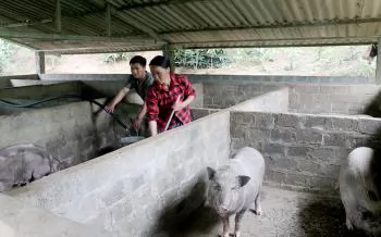 This is a black pig breed, a specialty pig, successfully raised in Yen Bai, people say they sell it and many people buy it