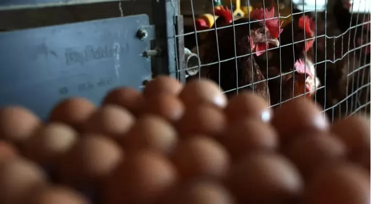 Egg prices are rapidly falling so far in March