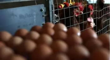 Egg prices are rapidly falling so far in March