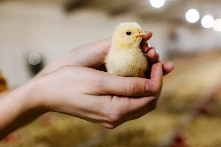 Early nutrition research in poultry is speeding up