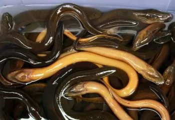 Vietnamese eel conquers many markets