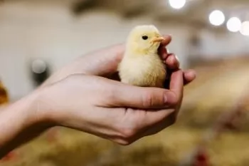 Early nutrition research in poultry is speeding up